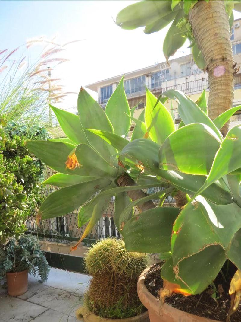 Ariston Petit Hotel Palermo Eksteriør billede